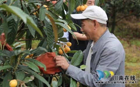 纳溪：枇杷丰收满枝头 春日甜蜜抢“鲜”上市