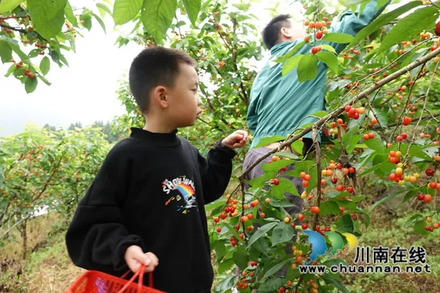 古蔺金兰:玛瑙红樱桃挂满枝,甜蜜采摘正当时