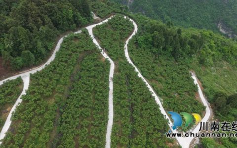 古蔺金兰：玛瑙红樱桃挂满枝，甜蜜采摘正当时