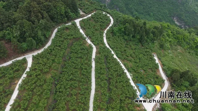 古蔺金兰:玛瑙红樱桃挂满枝,甜蜜采摘正当时