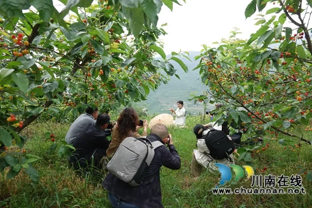 古蔺金兰：玛瑙红樱桃挂满枝，甜蜜采摘正当时