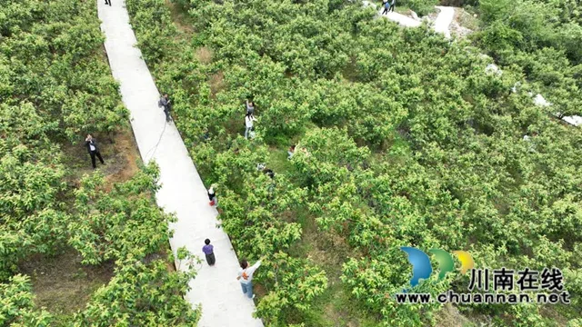 古蔺金兰:玛瑙红樱桃挂满枝,甜蜜采摘正当时(图5) 5.jpg