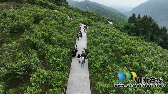 古蔺金兰:玛瑙红樱桃挂满枝,甜蜜采摘正当时(图8) 8.jpg