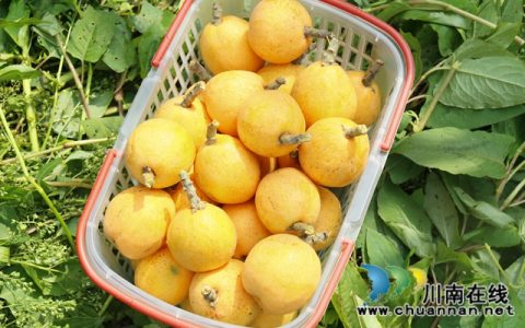 龙马潭：早熟枇杷抢“鲜”上市，游客果农共赴“甜蜜之约”