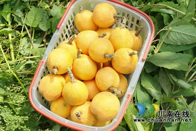 龙马潭:早熟枇杷抢“鲜”上市,游客果农共赴“甜蜜之约”