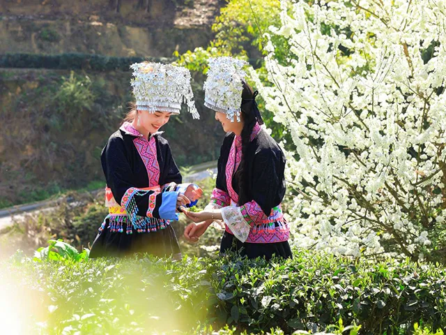 “蔺”好春光|古蔺苗乡茶山间的采茶倩影(图4) 6b02239d28df4bd39d8e71e1faf3029c.jpg