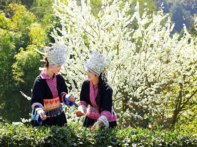 “蔺”好春光|古蔺苗乡茶山间的采茶倩影(图3) 5d582b8dbc43473c86685a1f0e004356.jpg