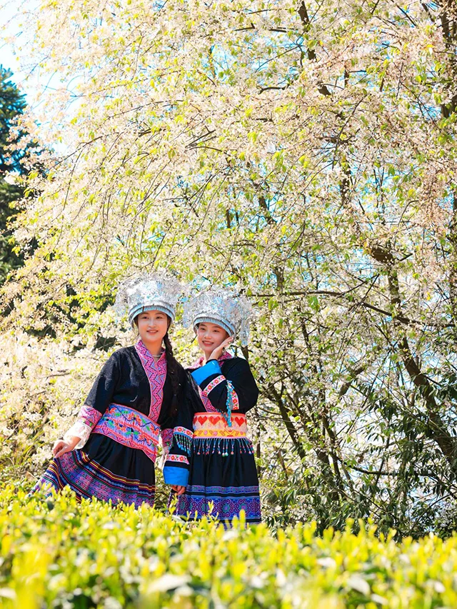 “蔺”好春光|古蔺苗乡茶山间的采茶倩影(图5) 8be12d138cb045da90aa3b85e3f0e396.jpg