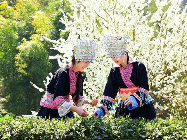 “蔺”好春光|古蔺苗乡茶山间的采茶倩影(图7) a00691fd69a348b783b17efd7782266a.jpg