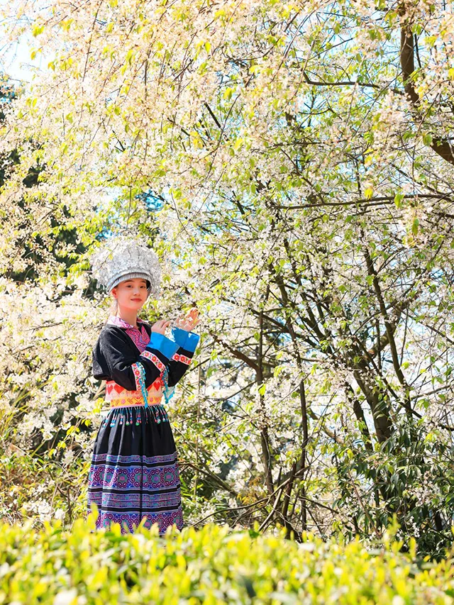 “蔺”好春光|古蔺苗乡茶山间的采茶倩影(图8) bb3bf9fbc372413e97174ffded4dc4d7.jpg