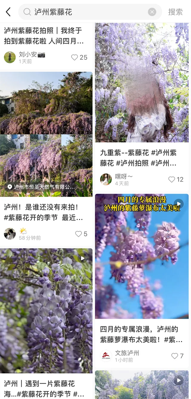 课本里的《紫藤萝瀑布》，在泸州的春天里具象化了→