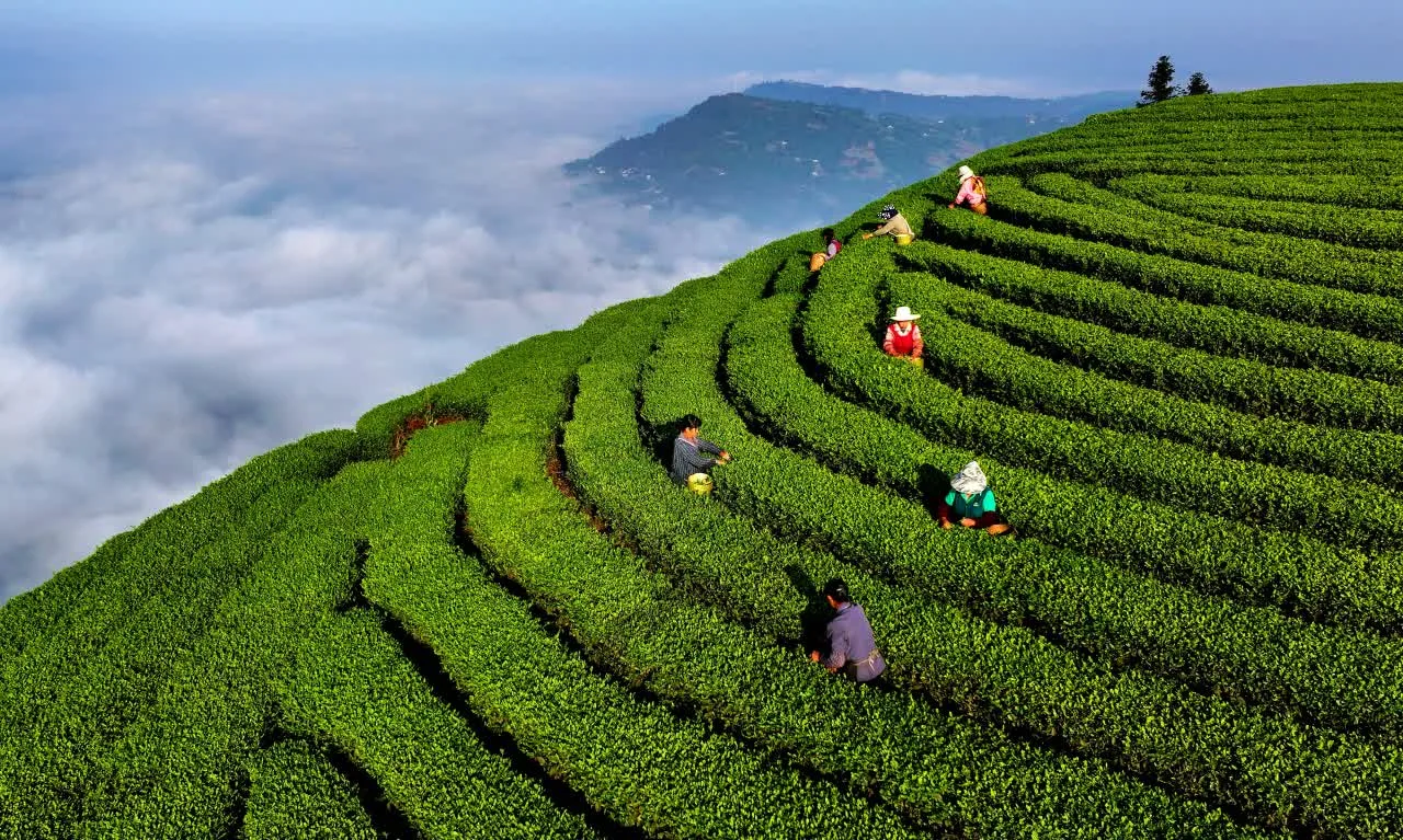 谷雨至 纳溪忙 | 左手秧苗右手茶,快来人手一条plog,存档春日美好瞬间!(图6) 6.jpg