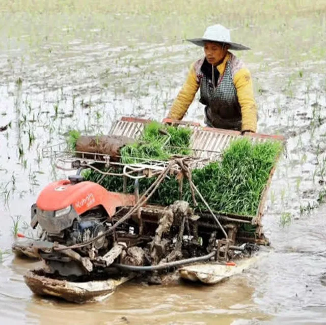 谷雨至 纳溪忙 | 左手秧苗右手茶,快来人手一条plog,存档春日美好瞬间!