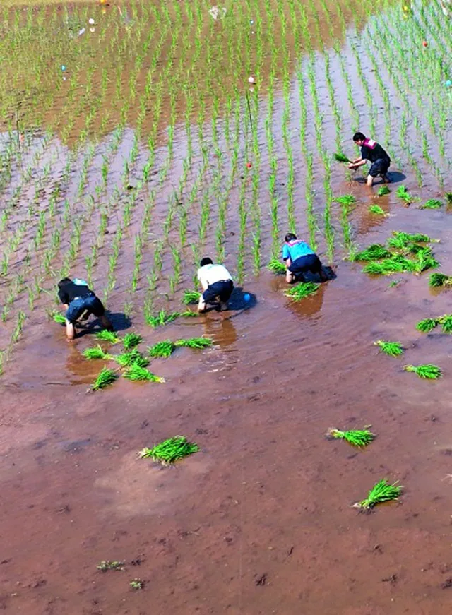 谷雨至 纳溪忙 | 左手秧苗右手茶，快来人手一条plog，存档春日美好瞬间！