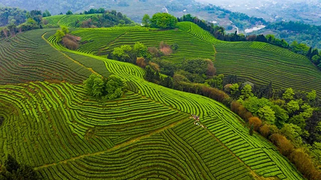 纳溪:一个碾茶制造企业如何吸引来下游?(图2) 2.jpg