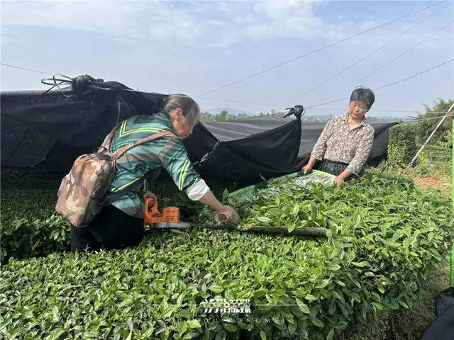 纳溪区大渡口镇:从茶叶到茶业,一片茶做出“新花样”(图1) 1.jpg