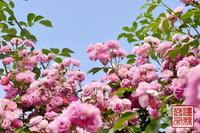 五一去哪儿玩?泸县这片蔷薇花惊艳曝光