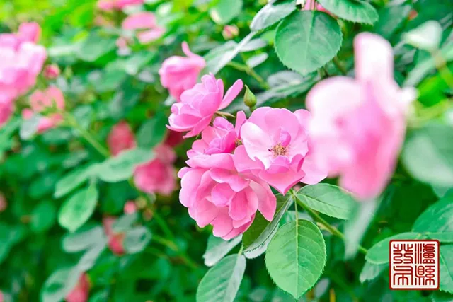 五一去哪儿玩？泸县这片蔷薇花惊艳曝光