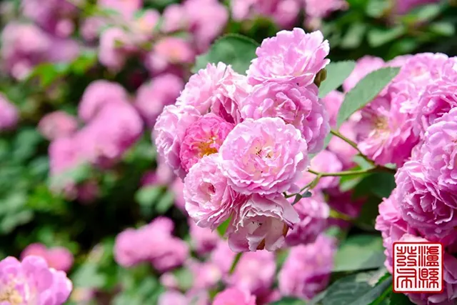 五一去哪儿玩?泸县这片蔷薇花惊艳曝光(图6) 640-(5).jpg