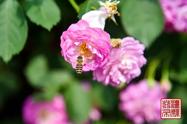 五一去哪儿玩?泸县这片蔷薇花惊艳曝光(图5) 640-(4).jpg