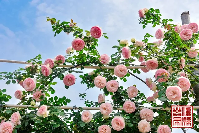 五一去哪儿玩?泸县这片蔷薇花惊艳曝光(图10) 640-(9).jpg