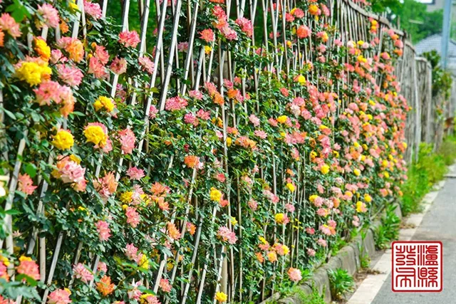 五一去哪儿玩?泸县这片蔷薇花惊艳曝光(图11) 640-(10).jpg