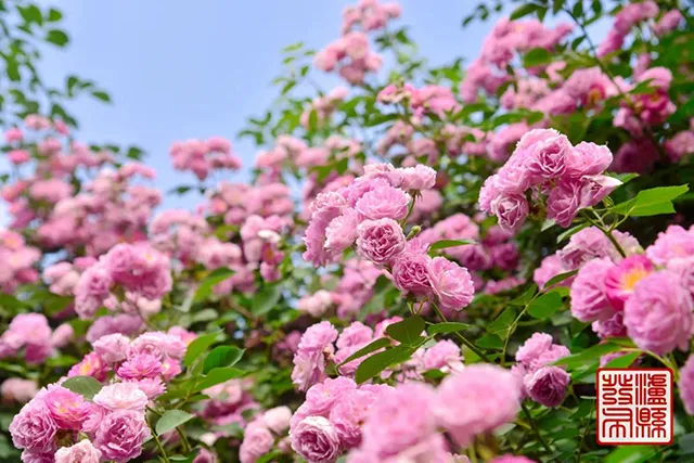 五一去哪儿玩?泸县这片蔷薇花惊艳曝光(图13) 640-(12).jpg