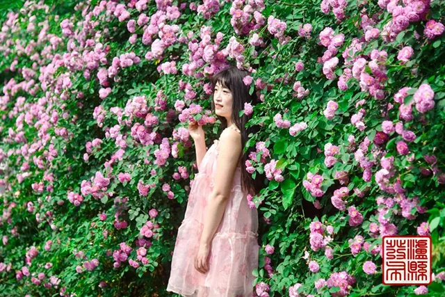 五一去哪儿玩?泸县这片蔷薇花惊艳曝光(图14) 640-(13).jpg