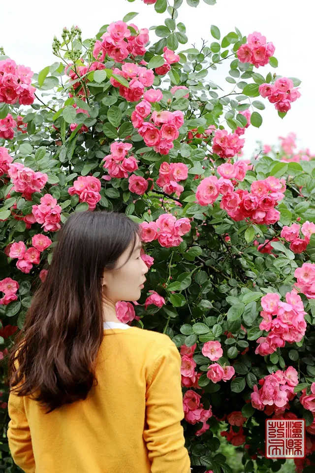五一去哪儿玩?泸县这片蔷薇花惊艳曝光(图20) 640-(19).jpg