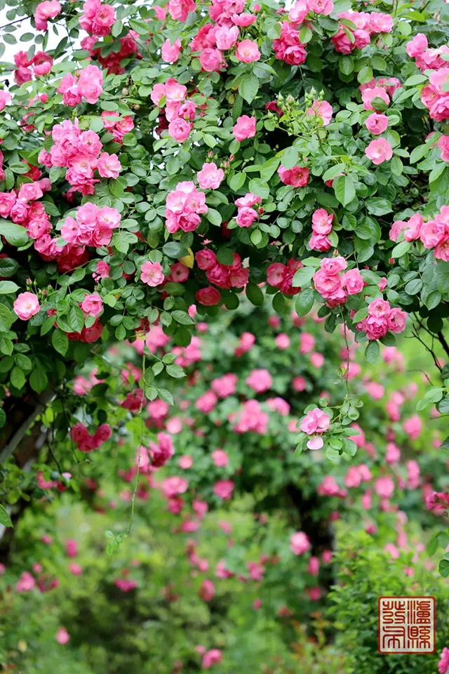 五一去哪儿玩?泸县这片蔷薇花惊艳曝光(图27) 640-(26).jpg