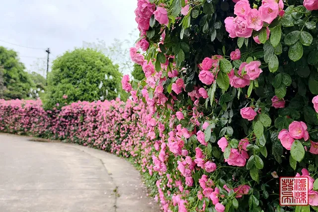 五一去哪儿玩?泸县这片蔷薇花惊艳曝光(图30) 640-(29).jpg
