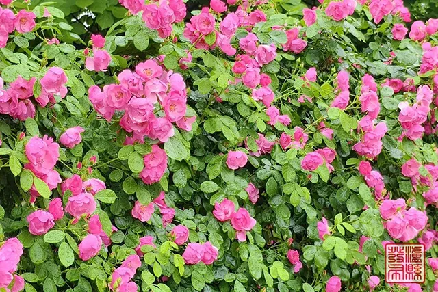 五一去哪儿玩?泸县这片蔷薇花惊艳曝光(图32) 640-(31).jpg