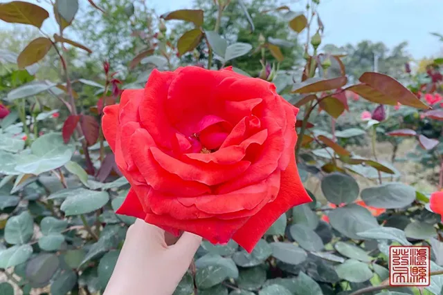 五一去哪儿玩?泸县这片蔷薇花惊艳曝光(图33) 640-(32).jpg