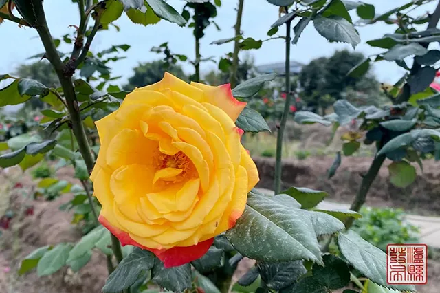 五一去哪儿玩?泸县这片蔷薇花惊艳曝光(图34) 640-(33).jpg