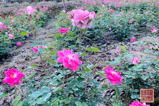 五一去哪儿玩?泸县这片蔷薇花惊艳曝光(图35) 640-(34).jpg