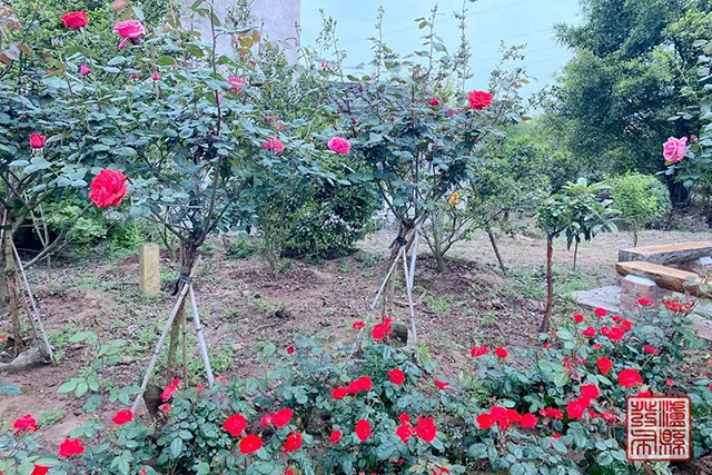 五一去哪儿玩?泸县这片蔷薇花惊艳曝光(图36) 640-(35).jpg