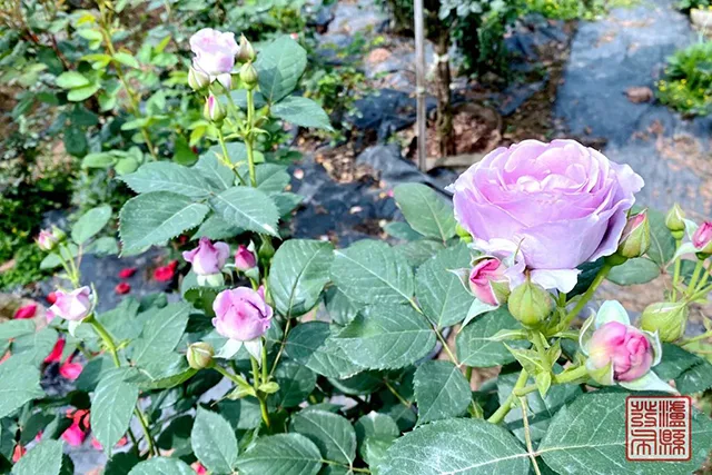 五一去哪儿玩?泸县这片蔷薇花惊艳曝光(图44) 640-(43).jpg