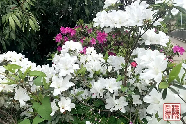 五一去哪儿玩?泸县这片蔷薇花惊艳曝光(图45) 640-(44).jpg