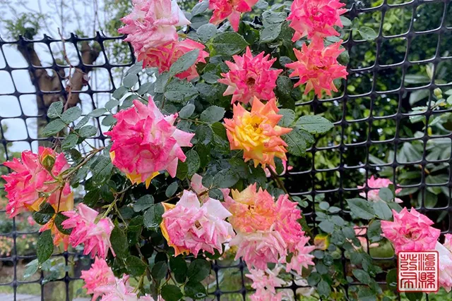 五一去哪儿玩?泸县这片蔷薇花惊艳曝光(图43) 640-(42).jpg
