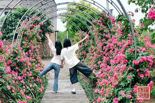 五一去哪儿玩?泸县这片蔷薇花惊艳曝光(图42) 640-(41).jpg
