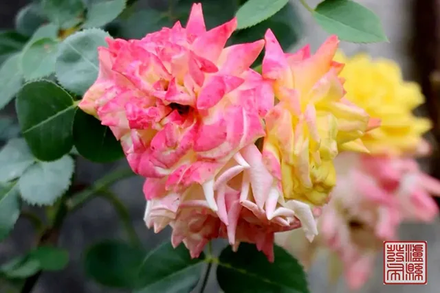 五一去哪儿玩?泸县这片蔷薇花惊艳曝光(图50) 640-(49).jpg