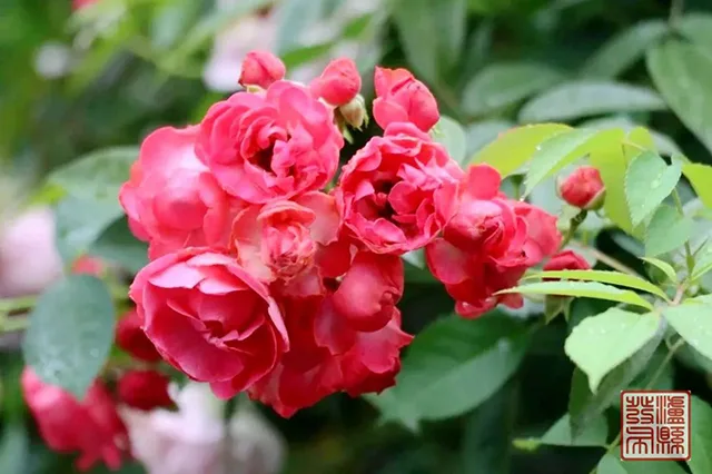 五一去哪儿玩?泸县这片蔷薇花惊艳曝光(图48) 640-(47).jpg