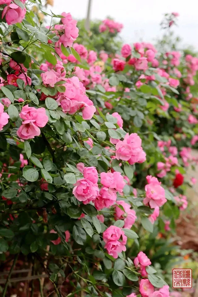 五一去哪儿玩?泸县这片蔷薇花惊艳曝光(图53) 640-(52).jpg