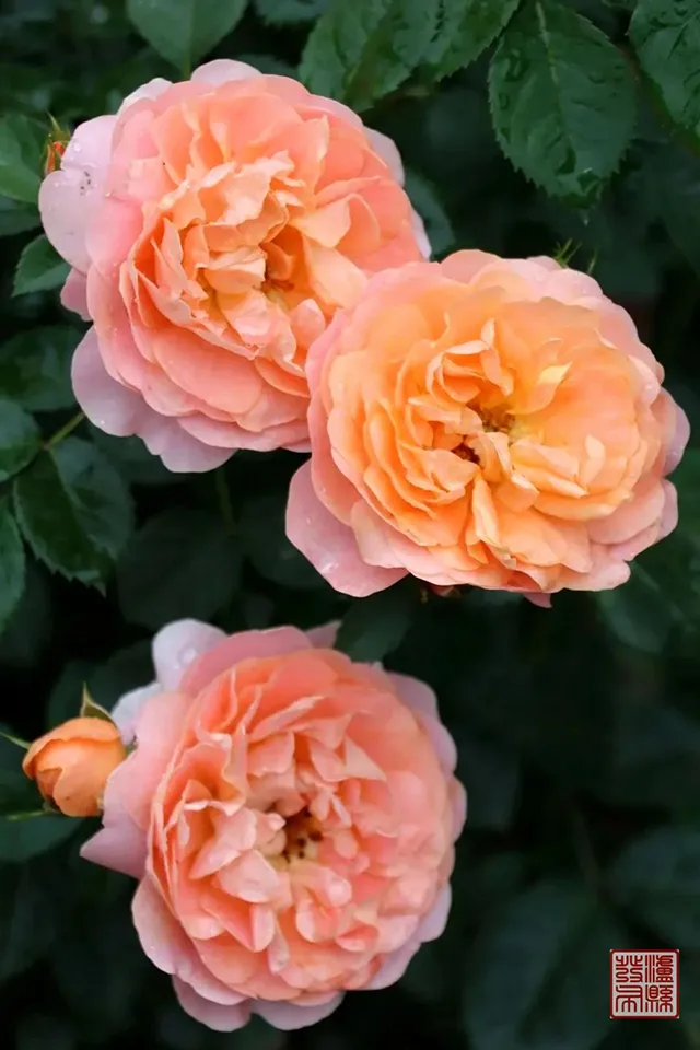 五一去哪儿玩?泸县这片蔷薇花惊艳曝光(图54) 640-(53).jpg