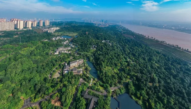 快去张坝桂圆林认养果树,实现“桂圆自由”!
