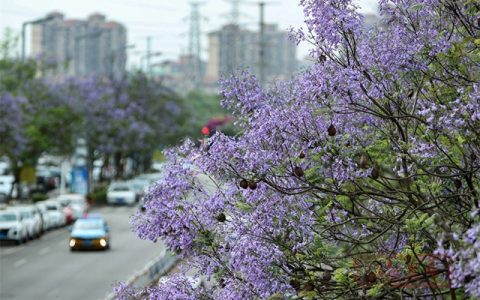 泸州第一波蓝花楹已盛开，就在这些路段→