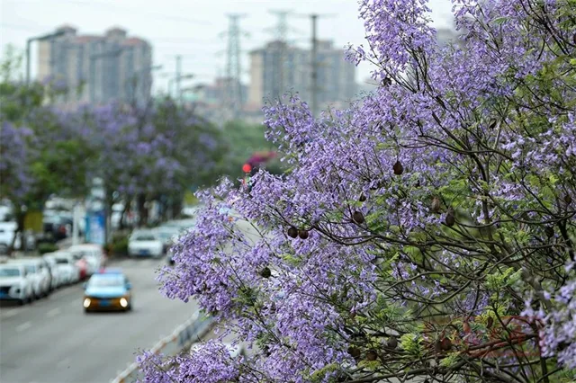 泸州第一波蓝花楹已盛开,就在这些路段→