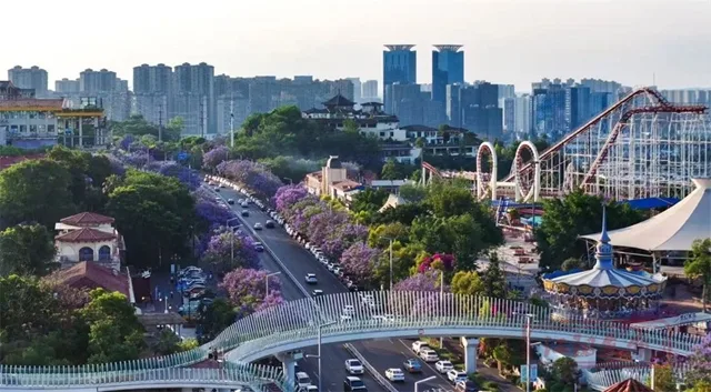 泸州第一波蓝花楹已盛开,就在这些路段→