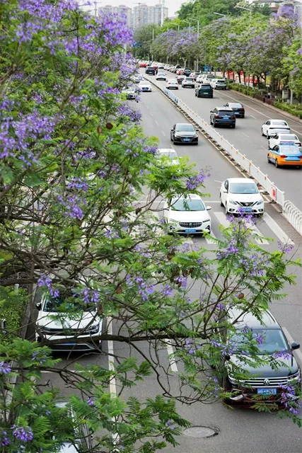泸州第一波蓝花楹已盛开，就在这些路段→