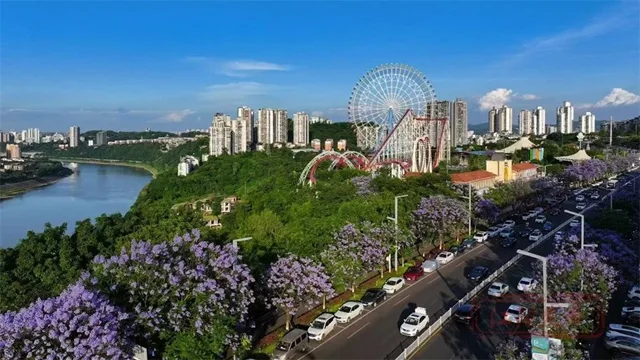 泸州第一波蓝花楹已盛开,就在这些路段→